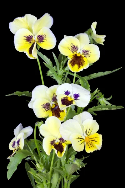 Yellow pansies for Halloween — Stock Photo, Image