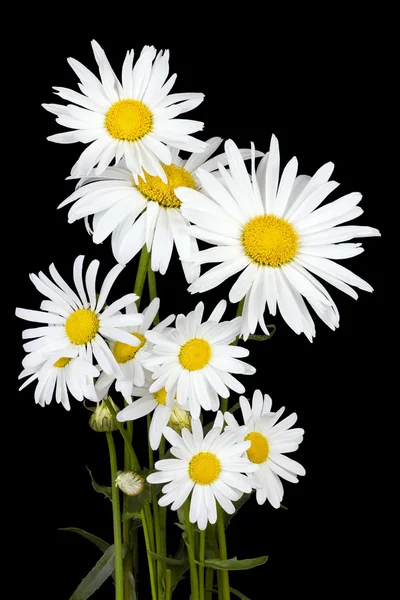 White daisies for Halloween — Stock Photo, Image