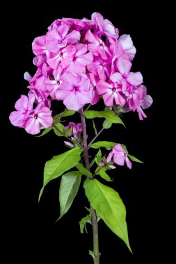 siyah yumuşak phloxes