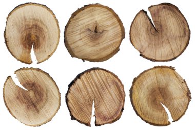 bir ağaç gövdesi yuvarlak kesim