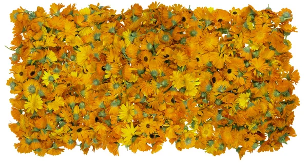 Flowers of a medical calendula background — Stock Photo, Image