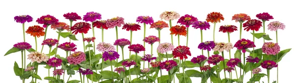 Zinnia bloemen grote geïsoleerde grens — Stockfoto