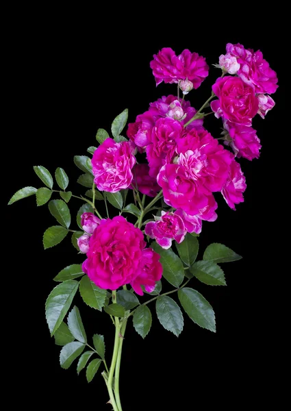 Ροζ τριαντάφυλλα που απομονώνονται σε μαύρο — Φωτογραφία Αρχείου