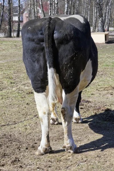 Vaca suja vagabunda — Fotografia de Stock