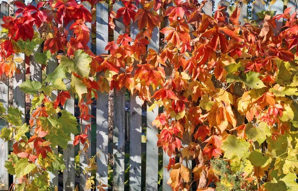 Golden Backgound Yellow Grapes Leaves Fence — Stock Photo, Image