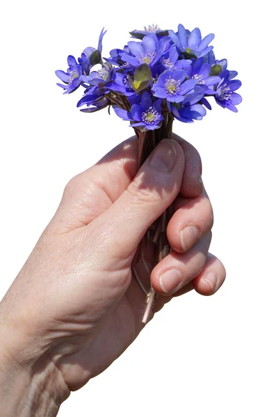 第一朵春天的森林蓝色的花朵在手 在白色上隔离 — 图库照片