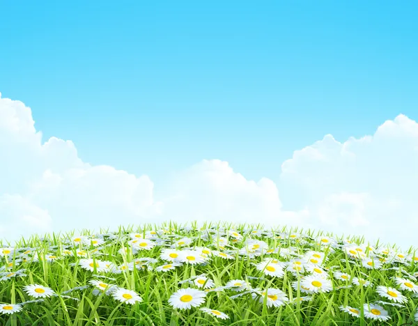 Summer or spring shiny meadow Background. — Stock Photo, Image