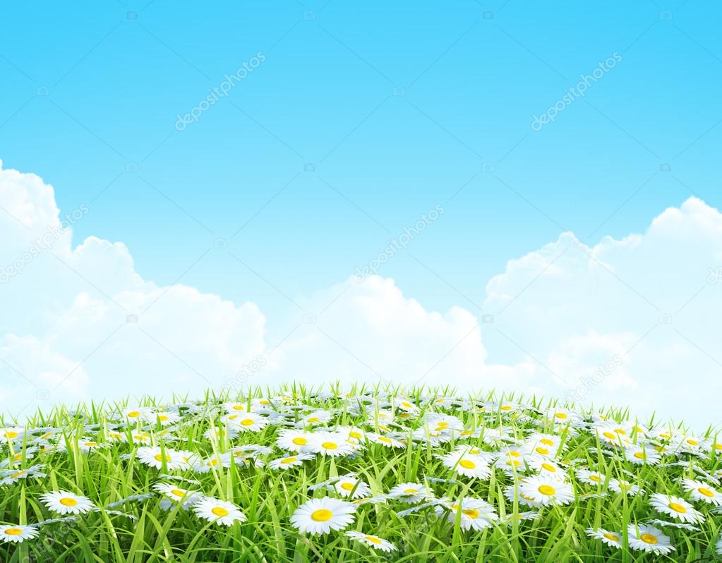 Summer or spring shiny meadow Background.