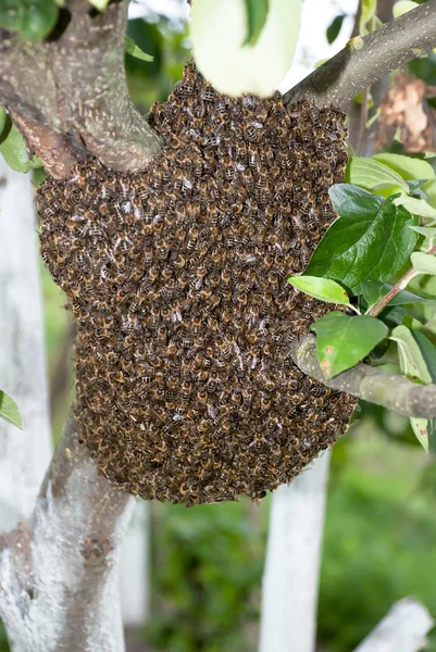 Honigbienenschwarm — Stockfoto