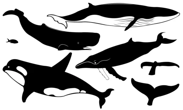 Whales — Stock Vector