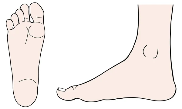Fötter — Stock vektor