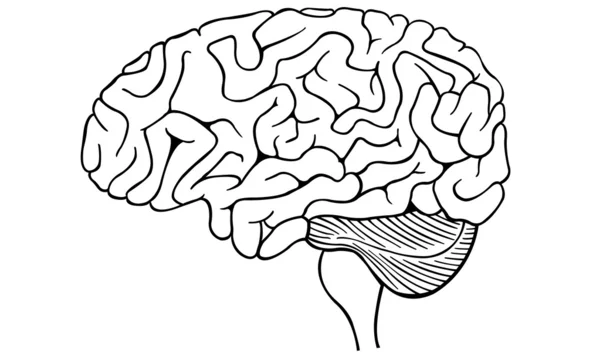 Cerveau — Image vectorielle