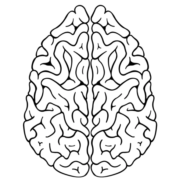 Мозок — стоковий вектор