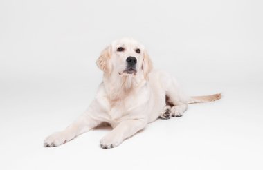 Golden retriever labrador köpek kat