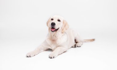 Golden retriever labrador köpek kat