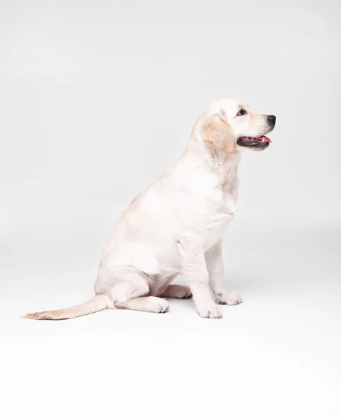 En labradorhund i Golden retriever på gulvet – stockfoto
