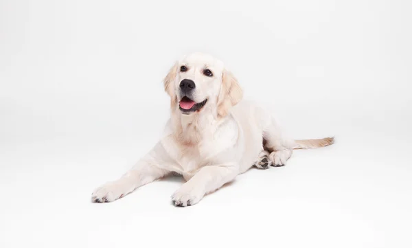 En labradorhund i Golden retriever på gulvet – stockfoto