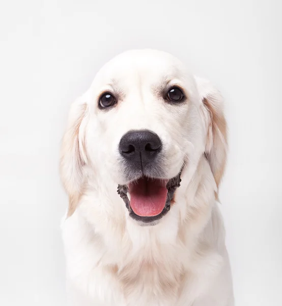 Golden retriever, labrador mutlu köpek — Stok fotoğraf