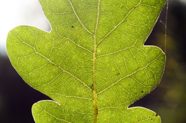 yakın çekim yaprak
