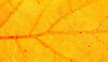 yakın çekim yaprak