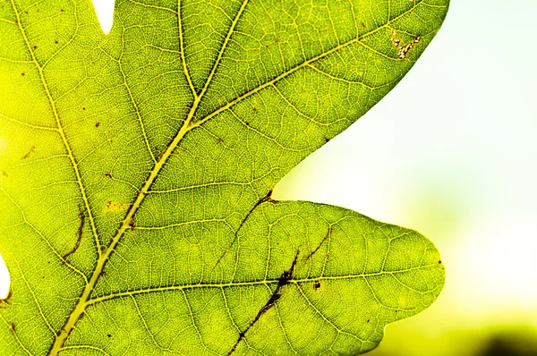 Blad på nära håll — Stockfoto