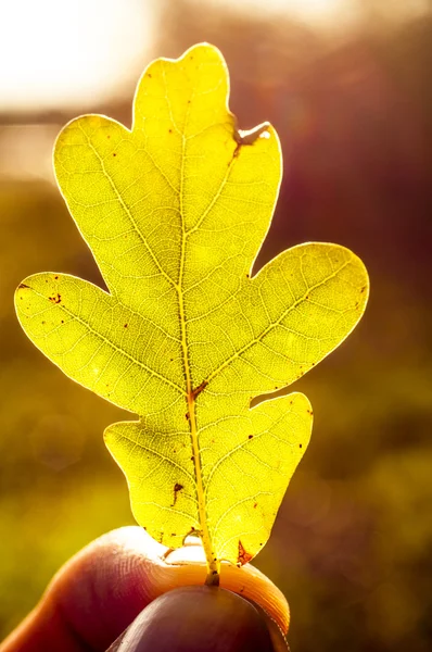 Blatt aus nächster Nähe — Stockfoto