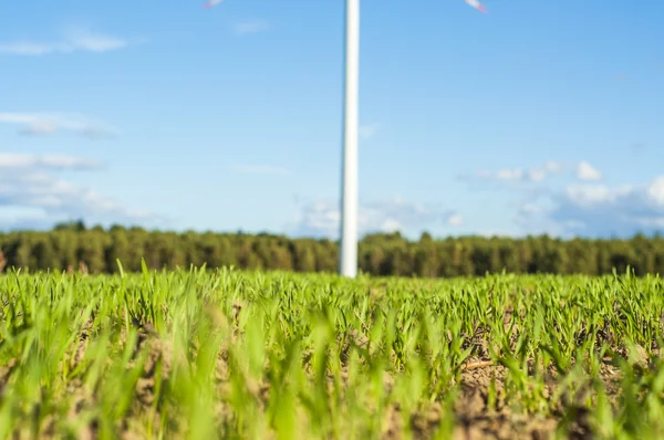 Planta de trigo pequeño —  Fotos de Stock