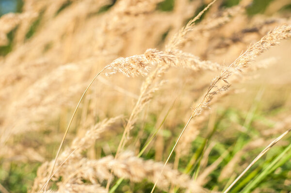 Сухая трава
