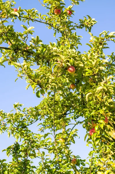 Apples on the branch — Stock Photo, Image