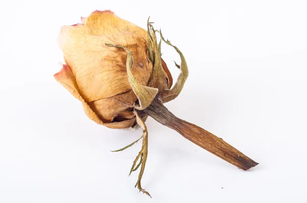Цветок розы на белом — стоковое фото