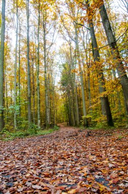 Sonbahar Yaprakları