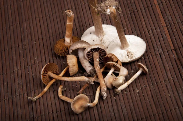 Toxic mushrooms — Stock Photo, Image