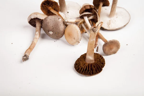 Ядовитые грибы — стоковое фото
