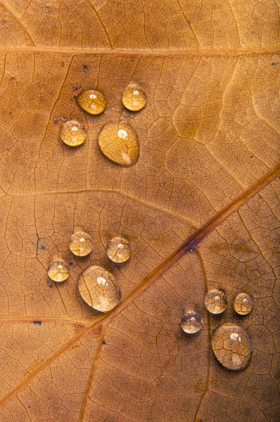 Hojas de otoño — Foto de Stock