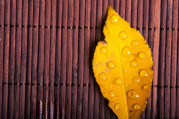 Herbstblätter — Stockfoto