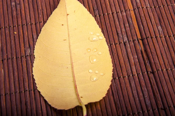 Herbstblätter — Stockfoto