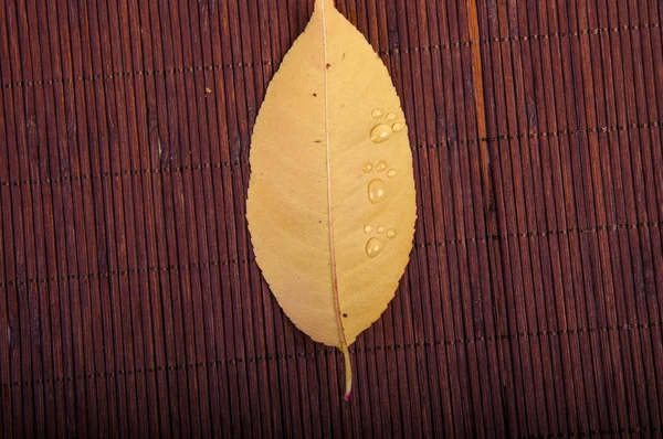 Herbstblätter — Stockfoto