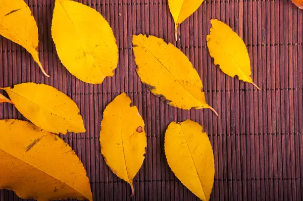 Herbstblätter — Stockfoto