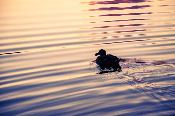 Duck at the lake — Stock Photo, Image