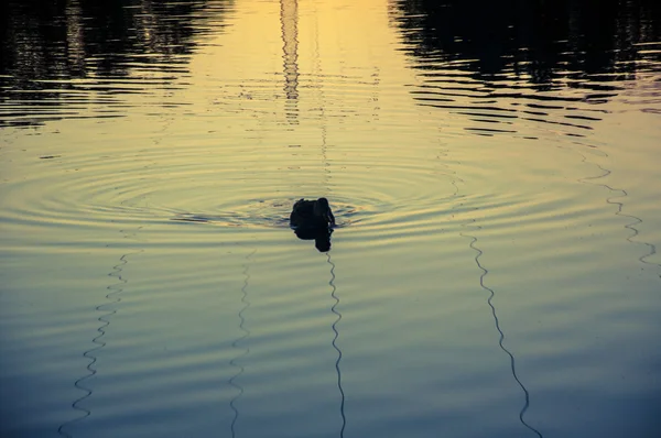 Pato no lago — Fotografia de Stock