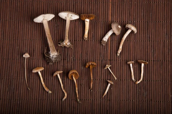 Toxic mushrooms — Stock Photo, Image