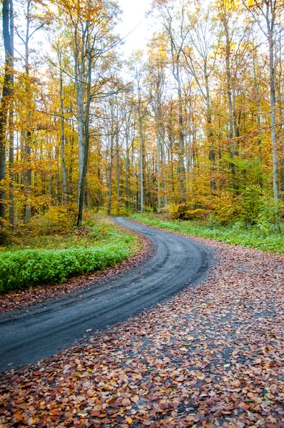 Foglie d'autunno — Foto Stock