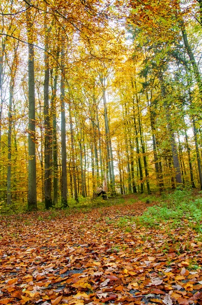 Sonbahar Yaprakları