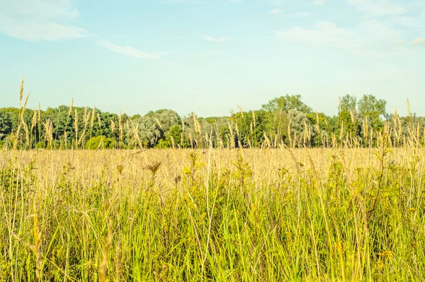 Färskt gräs på ängen — Stockfoto