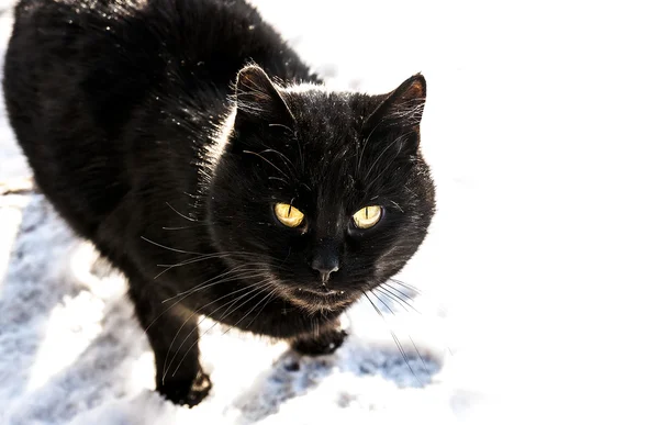 Gato negro en la nieve — Foto de Stock