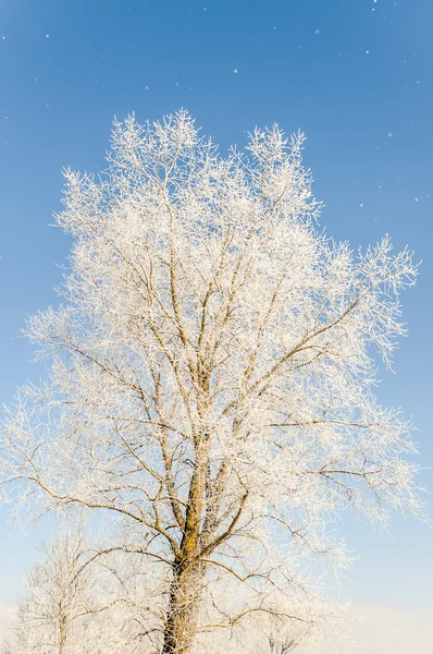 Winter landschap, bomen vallende sneeuw — Stockfoto