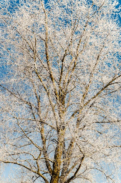 Zimní krajina, stromy sněhem — Stock fotografie