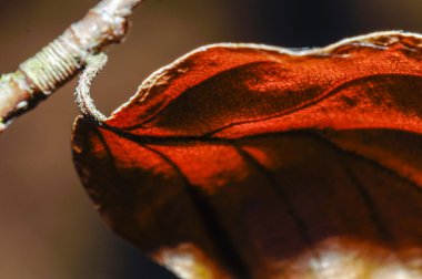 Makro bitki fotoğraf