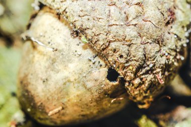 Makro bitki fotoğraf