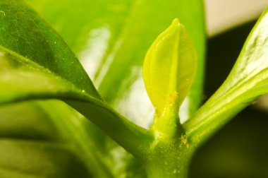 Makro bitki fotoğraf